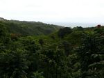 View of RainForest (Hana Hwy)
